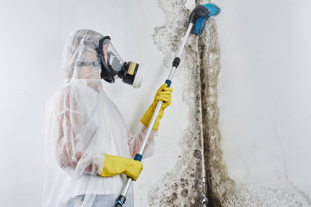 Best Preventive Mold Services in Rio, WI